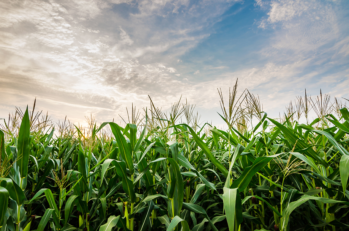 LaForge Farm & Hunting Land property picture 1 of 64