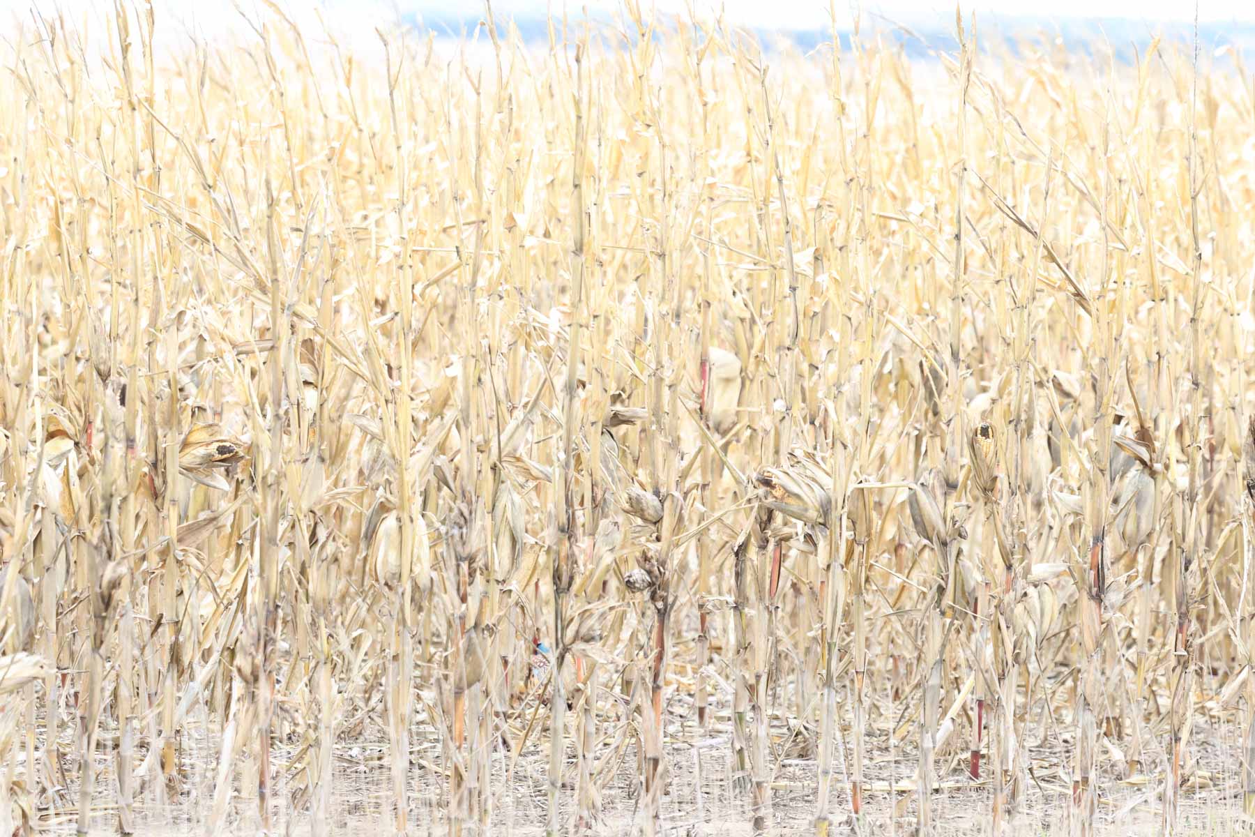 LaForge Farm & Hunting Land property picture 19 of 64