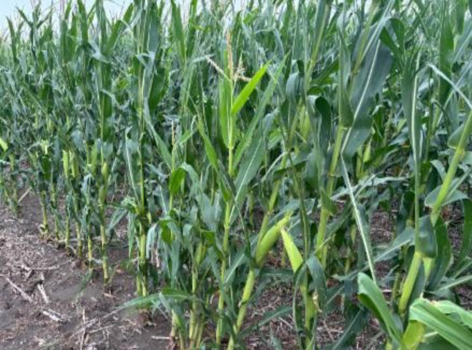 LaForge Farm & Hunting Land property picture 17 of 64