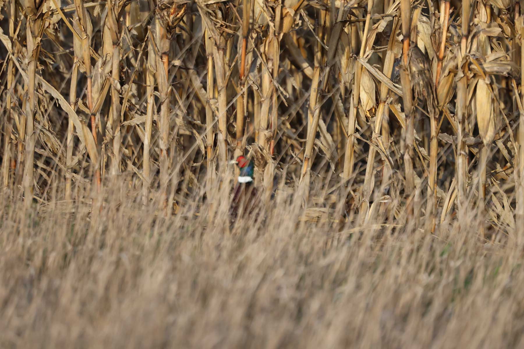 LaForge Farm & Hunting Land property picture 31 of 64