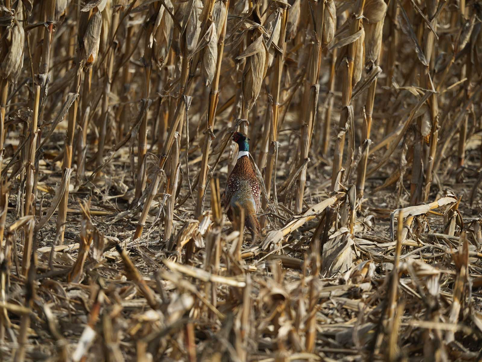 LaForge Farm & Hunting Land property picture 27 of 64