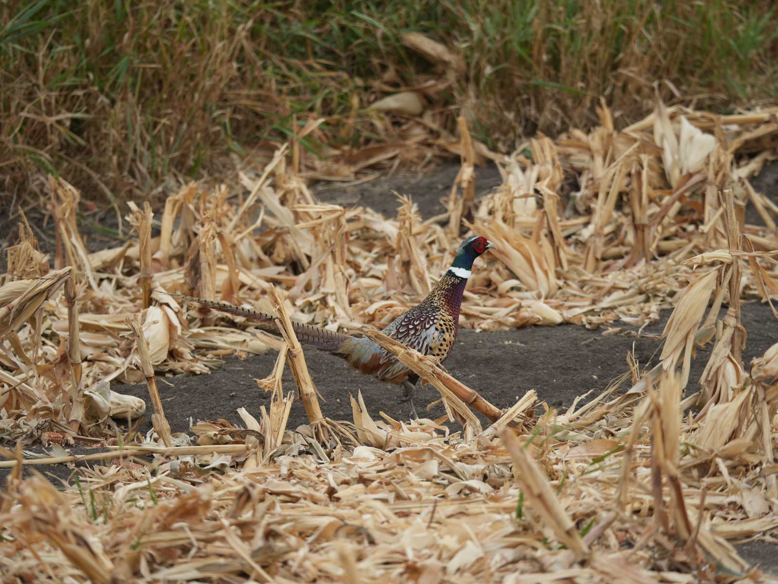 LaForge Farm & Hunting Land property picture 18 of 64