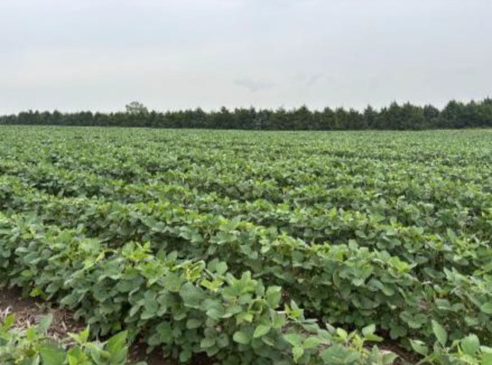 LaForge Farm & Hunting Land property picture 16 of 64