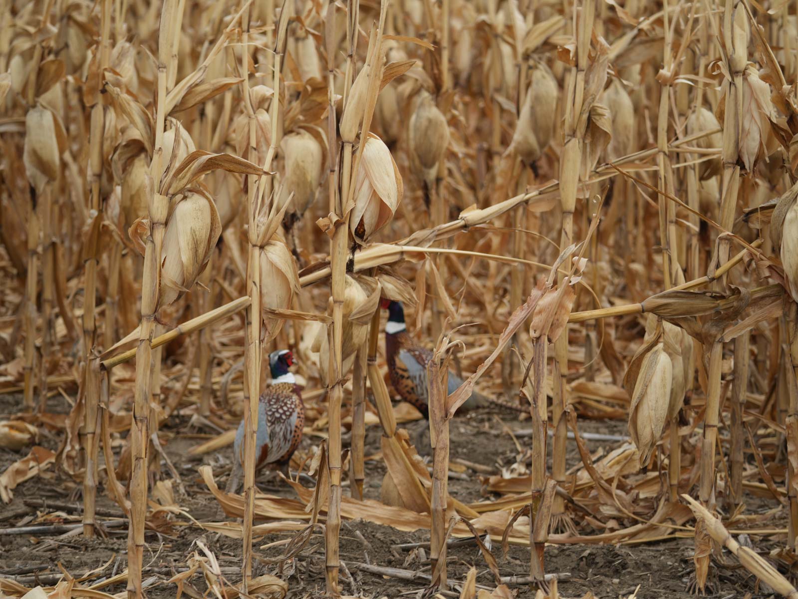 LaForge Farm & Hunting Land property picture 15 of 64