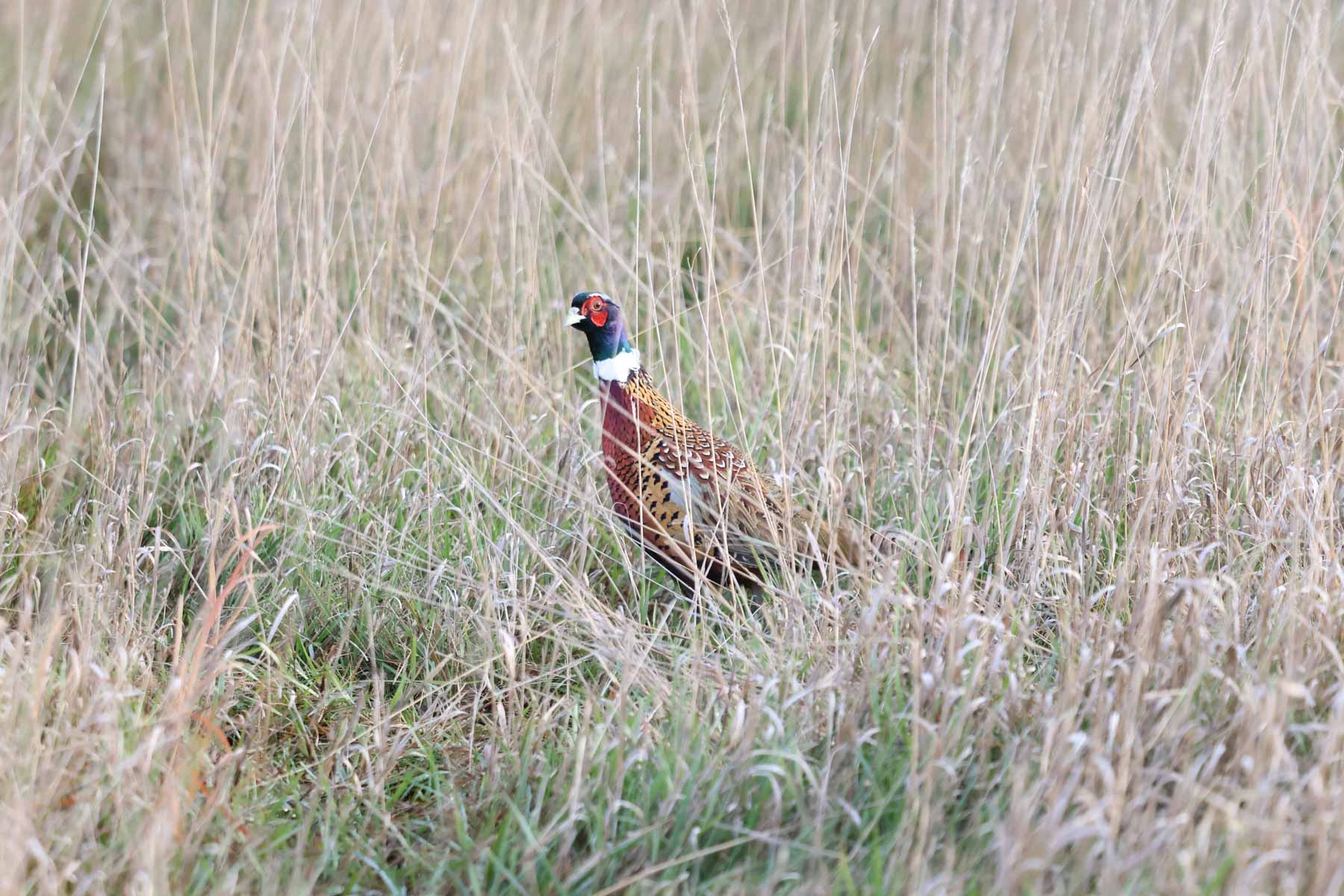 LaForge Farm & Hunting Land property picture 25 of 64