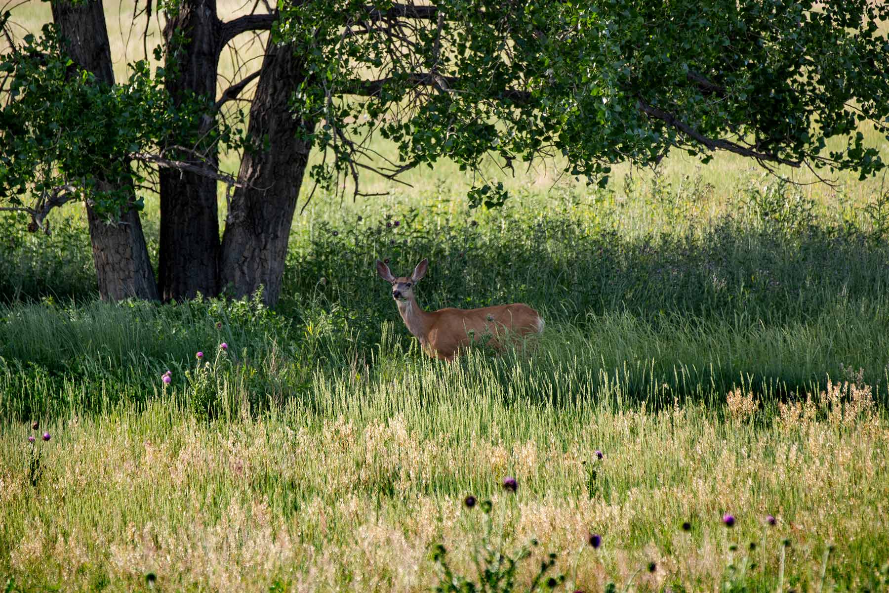 Rockin D Ranch property picture 27 of 57