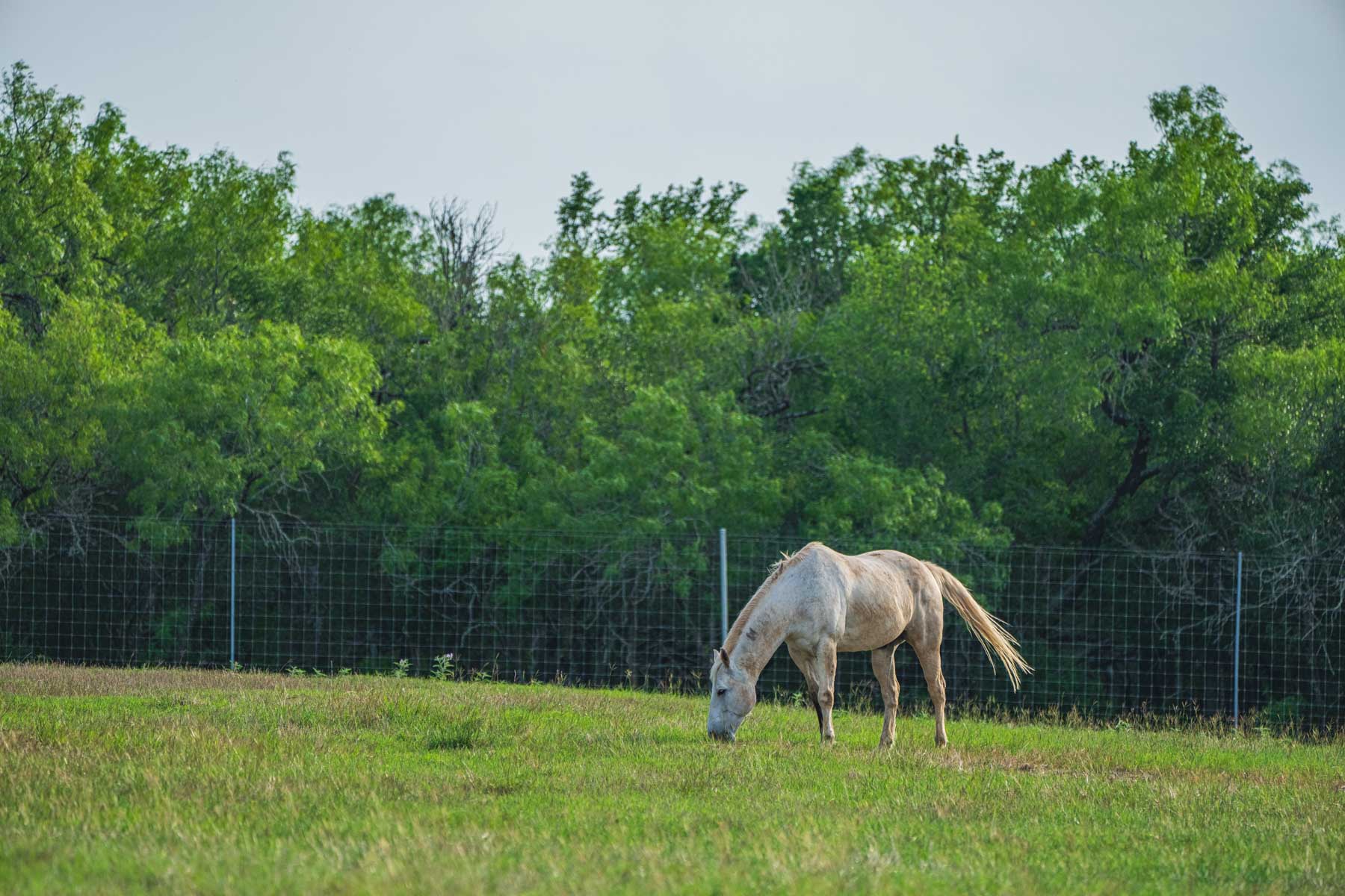 Lockhart Hills Ranch property picture 7 of 65