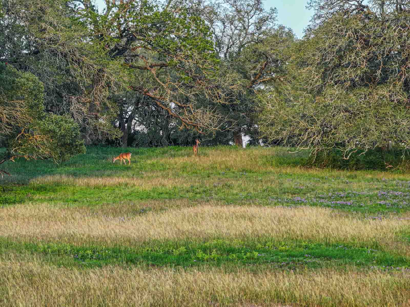 Lockhart Hills Ranch property picture 4 of 65