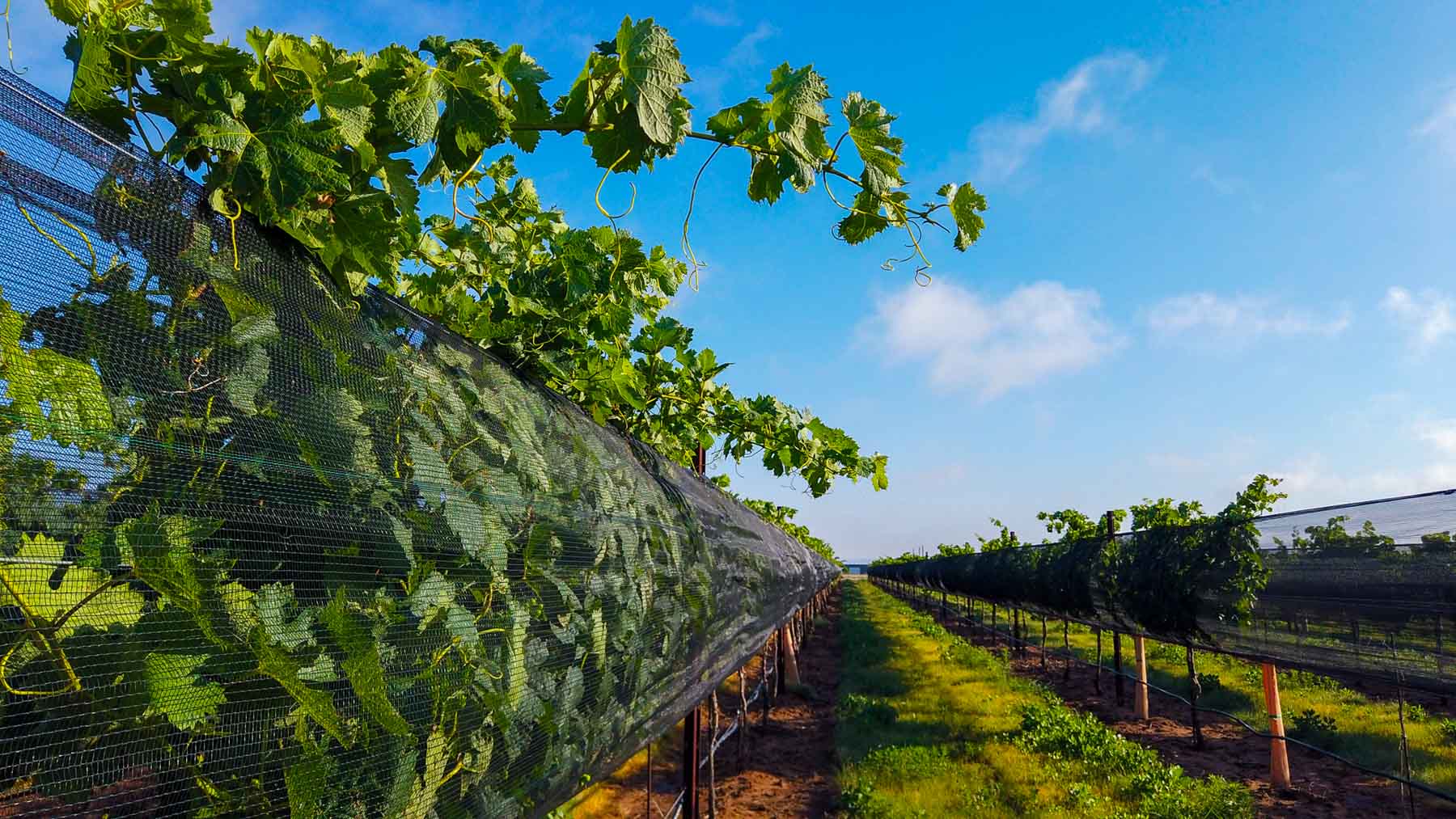 Kubacak Vineyards property picture 6 of 37