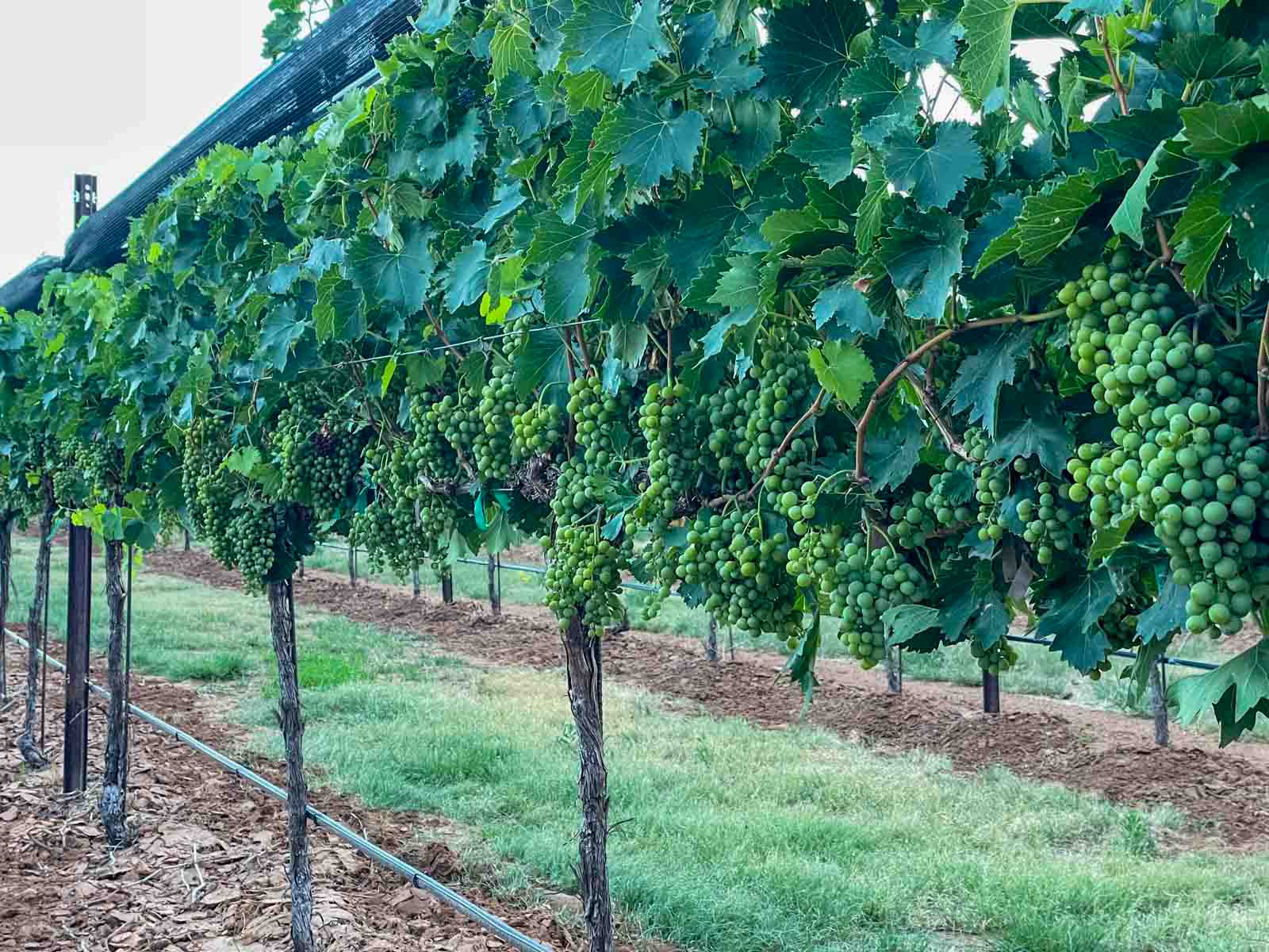 Kubacak Vineyards property picture 18 of 37