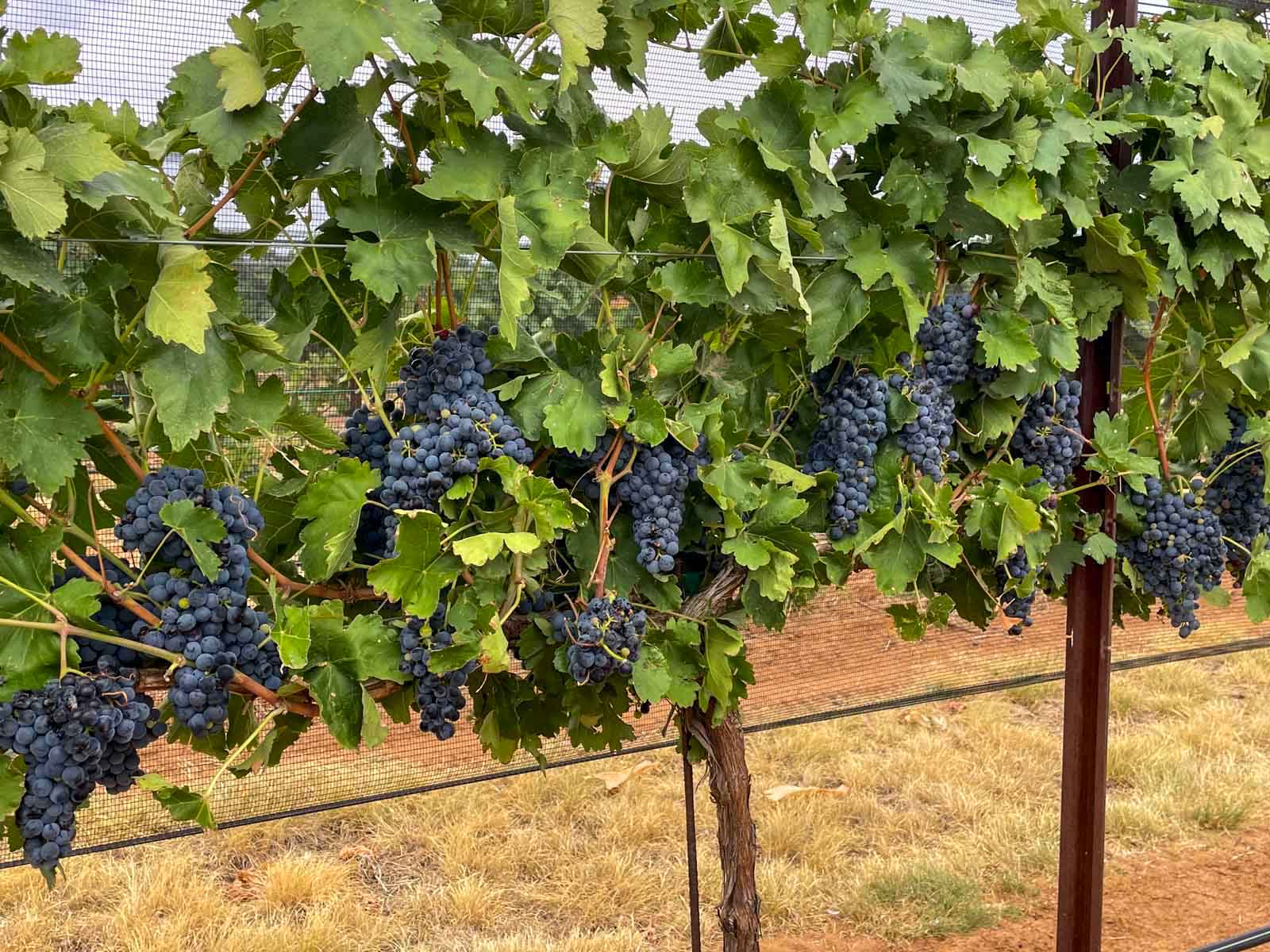 Kubacak Vineyards property picture 7 of 37