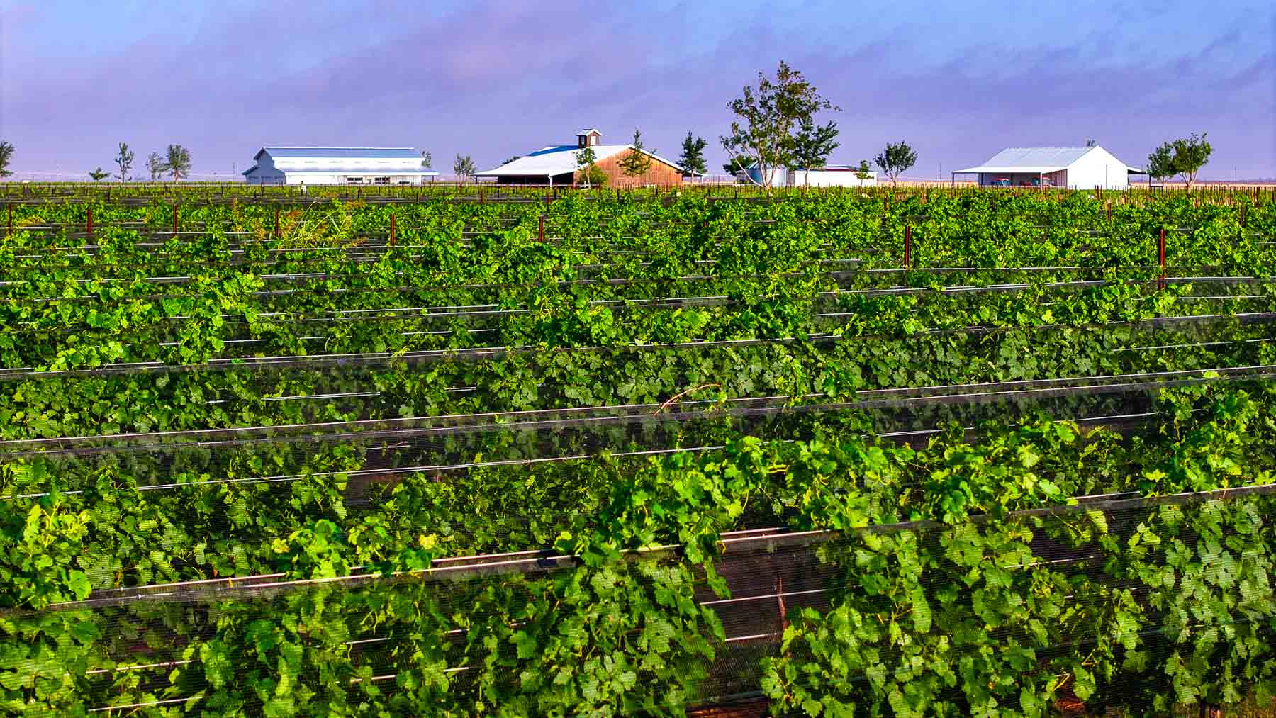 Kubacak Vineyards property picture 34 of 37