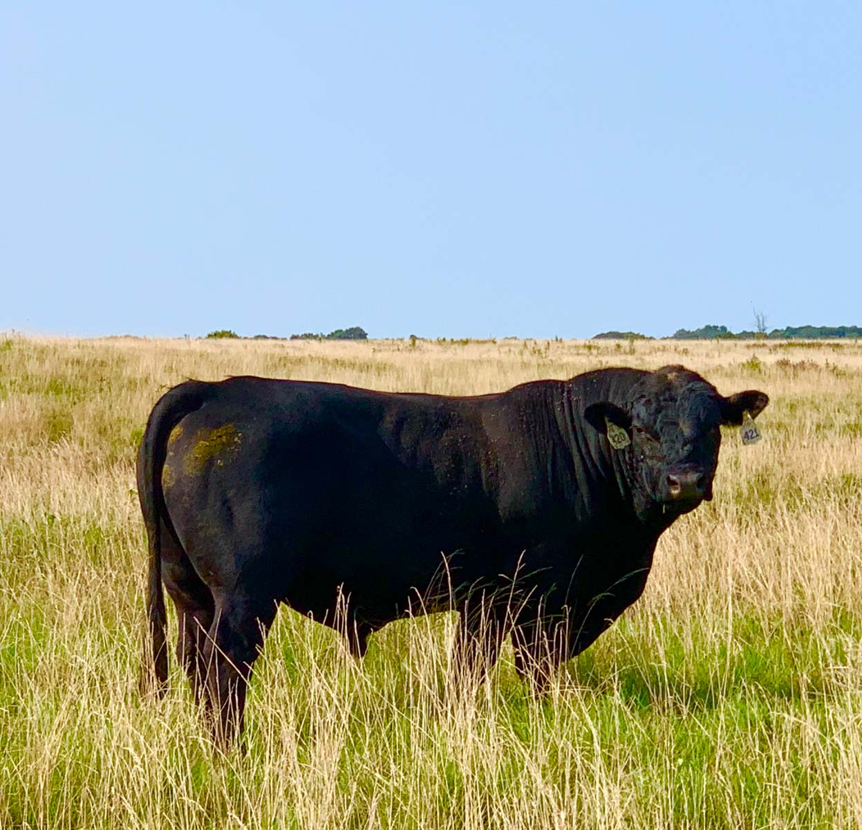 Barnes & Nettels B&N Ranch property picture 15 of 43
