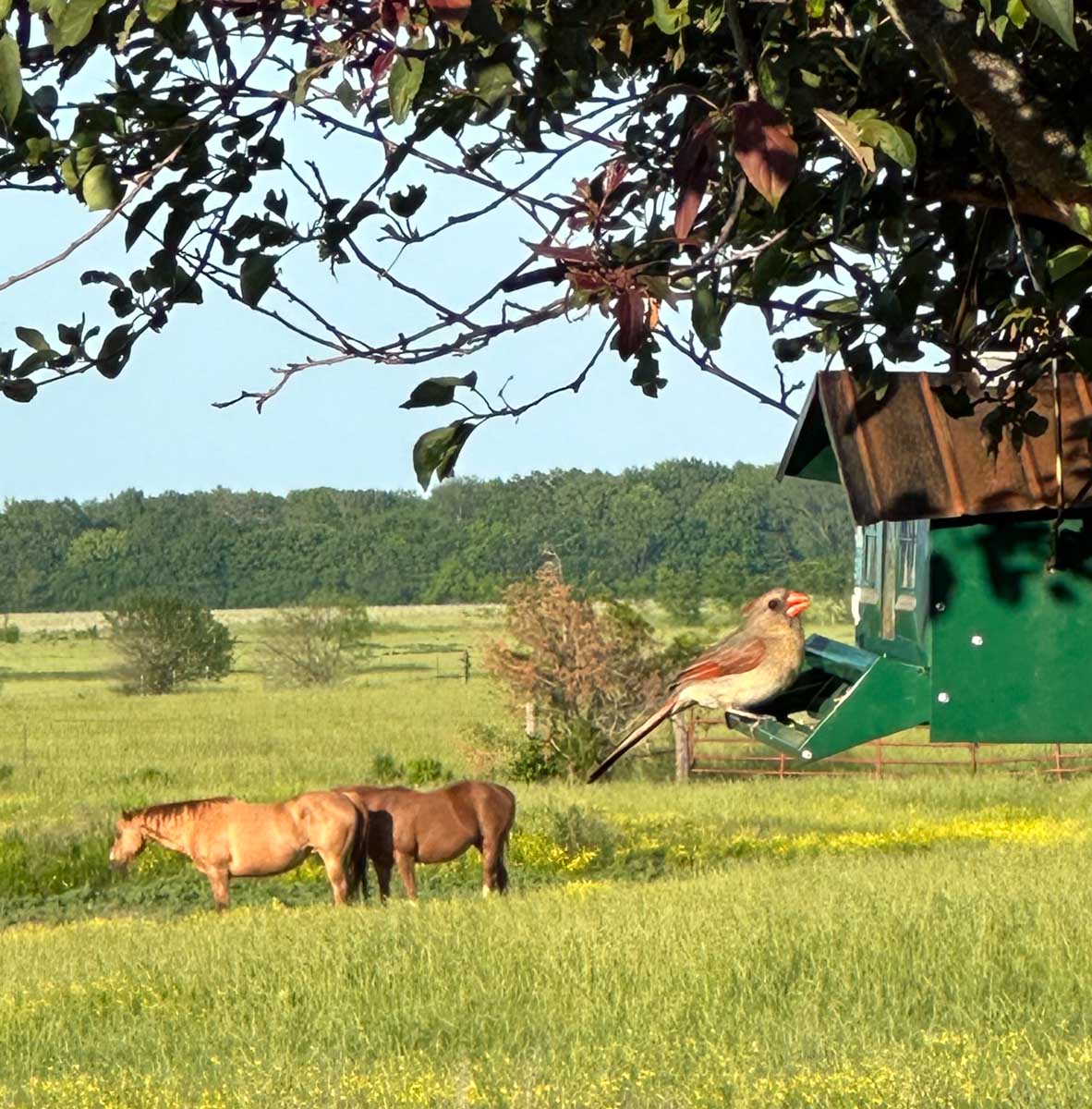 Barnes & Nettels B&N Ranch property picture 28 of 43