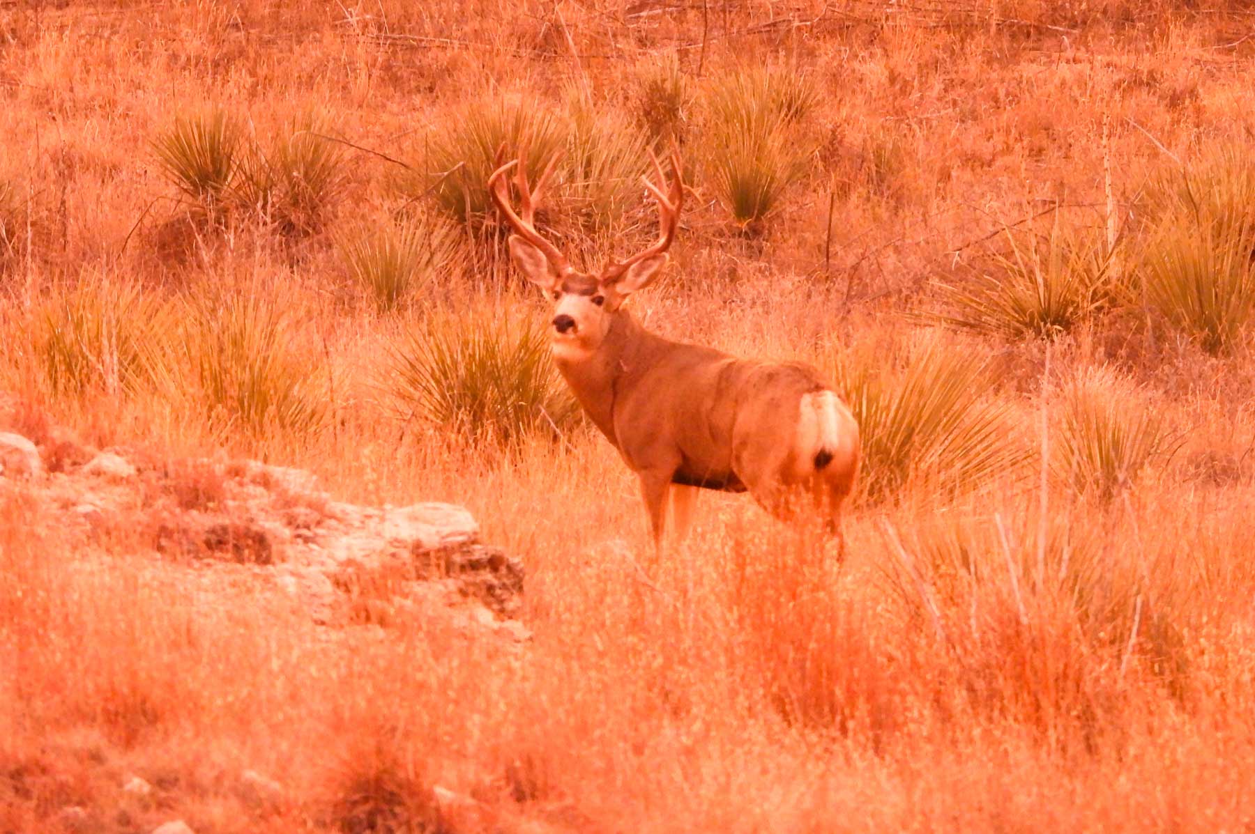 Freeman Family Ranches property picture 61 of 63