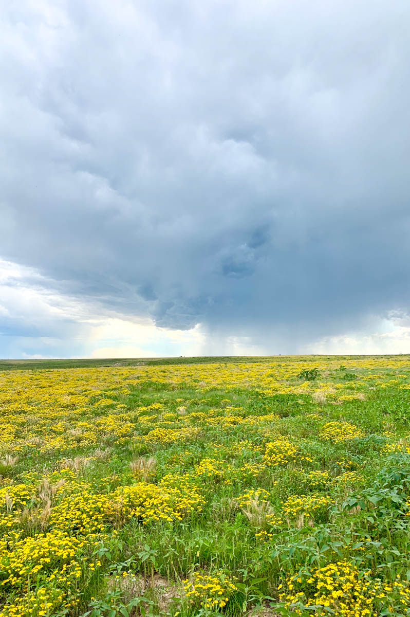 Freeman Family Ranches property picture 50 of 63