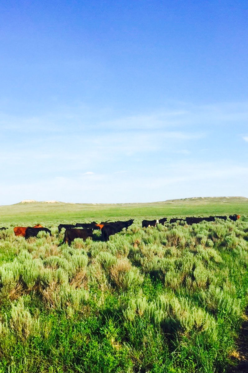 Freeman Family Ranches property picture 52 of 63