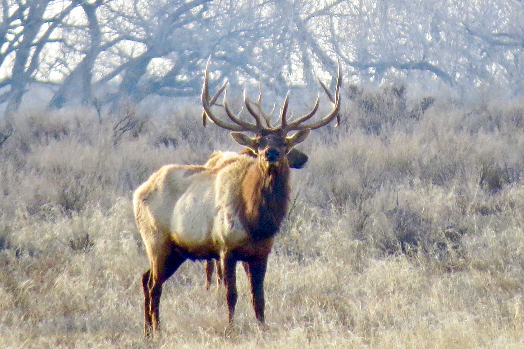 Freeman Family Ranches property picture 41 of 63