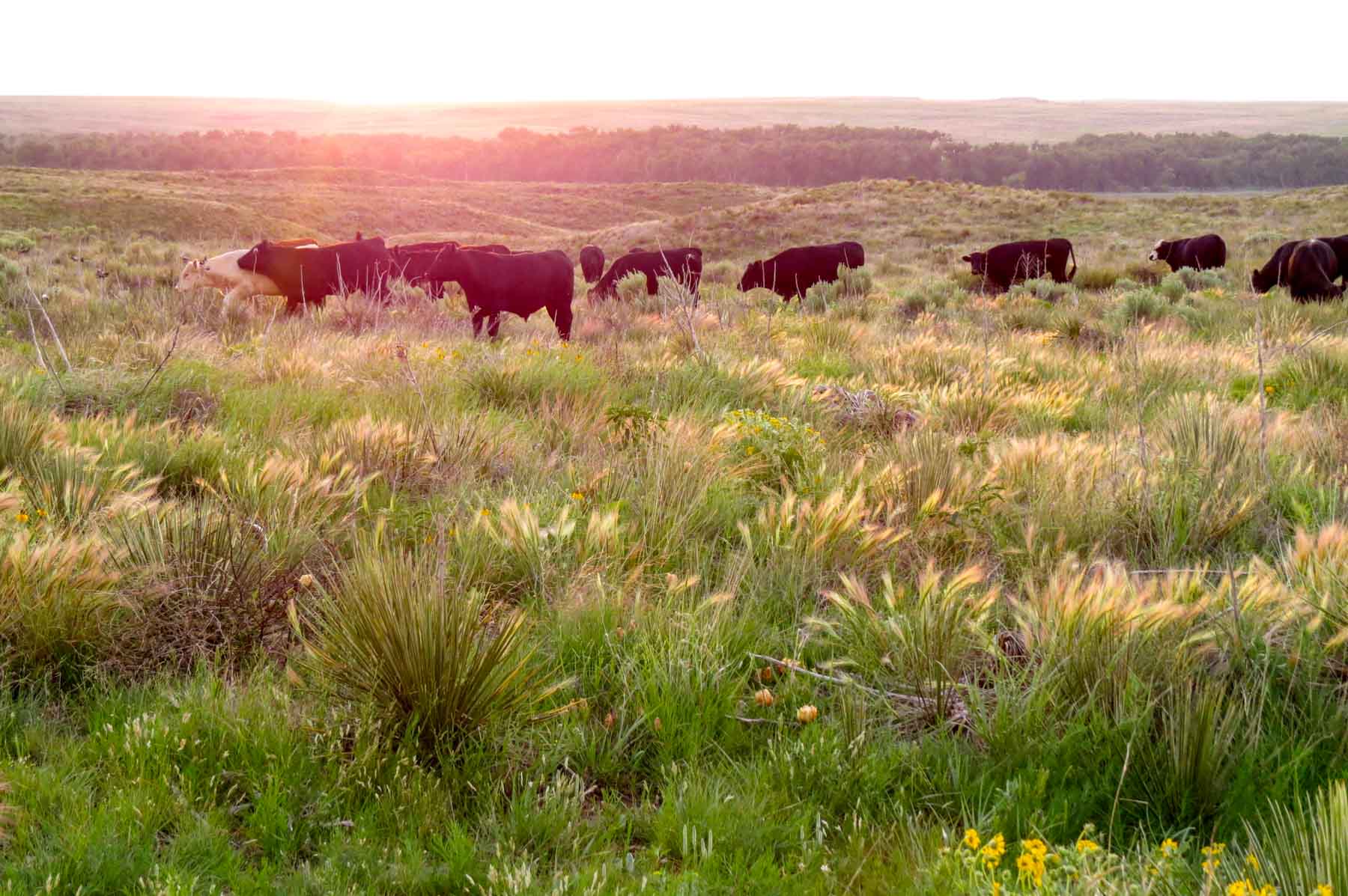 Freeman Family Ranches property picture 5 of 63