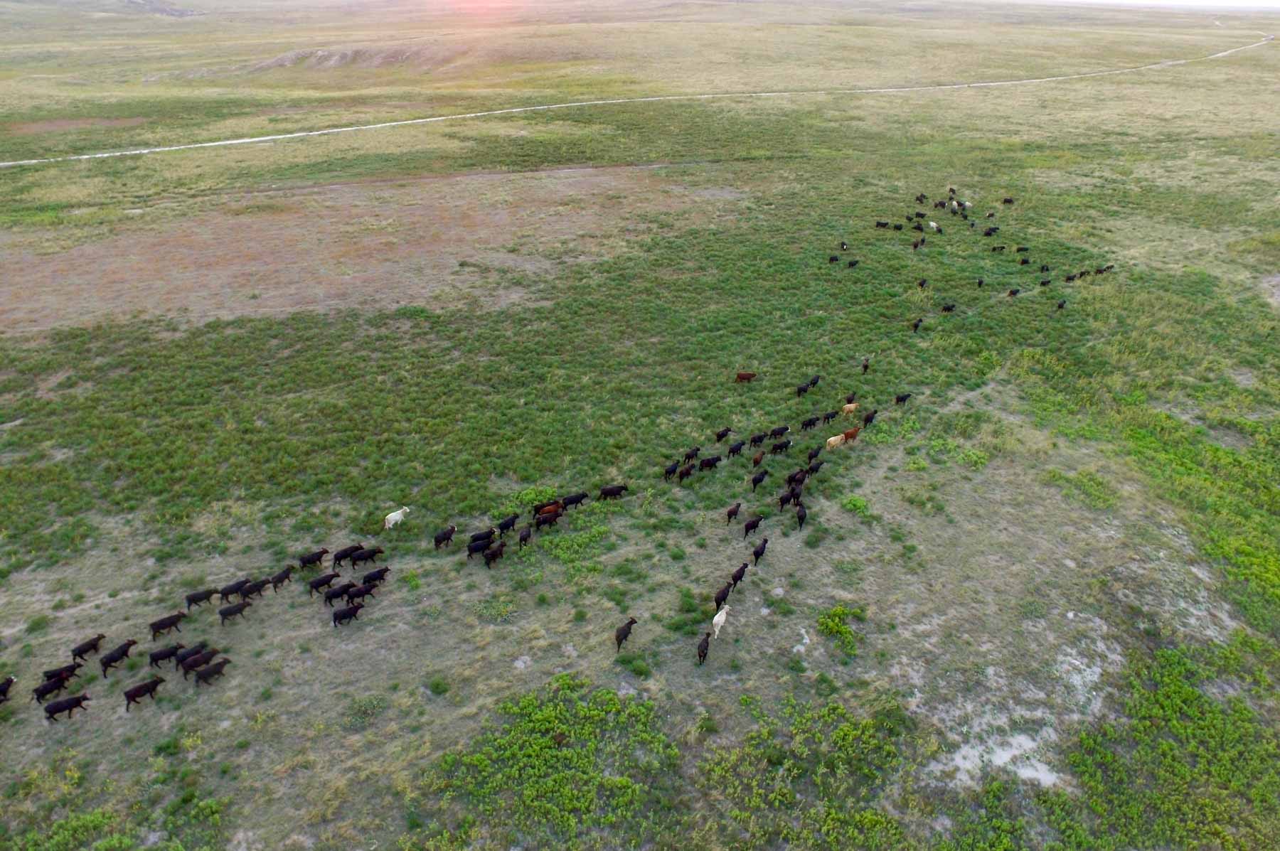 Freeman Family Ranches property picture 53 of 63