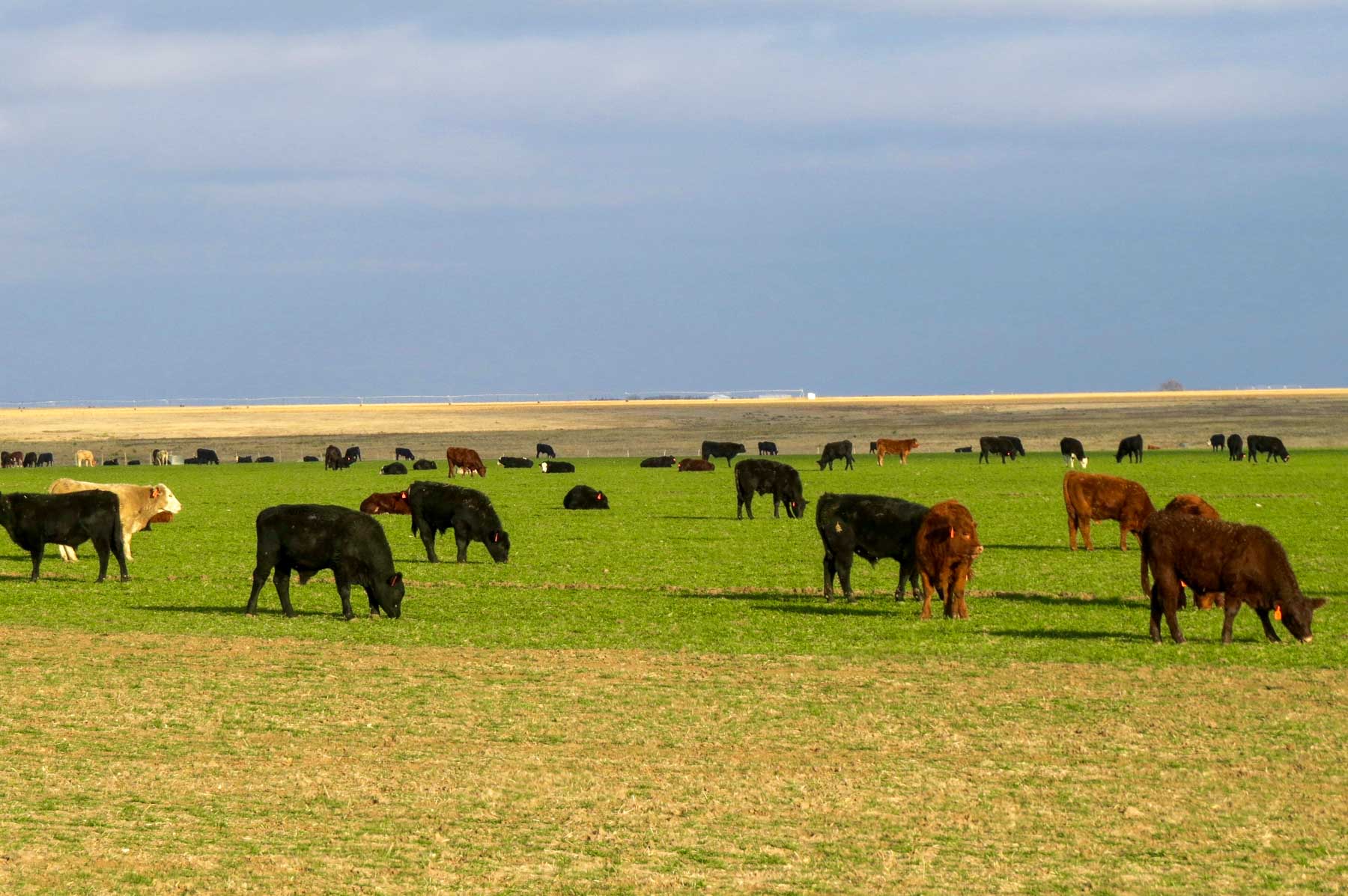 Freeman Family Ranches property picture 42 of 63