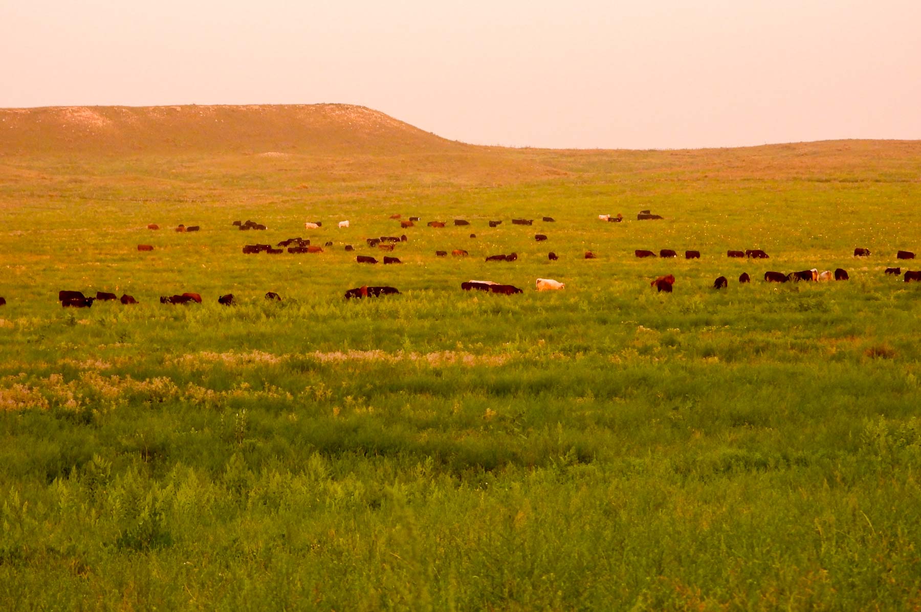 Freeman Family Ranches property picture 14 of 63