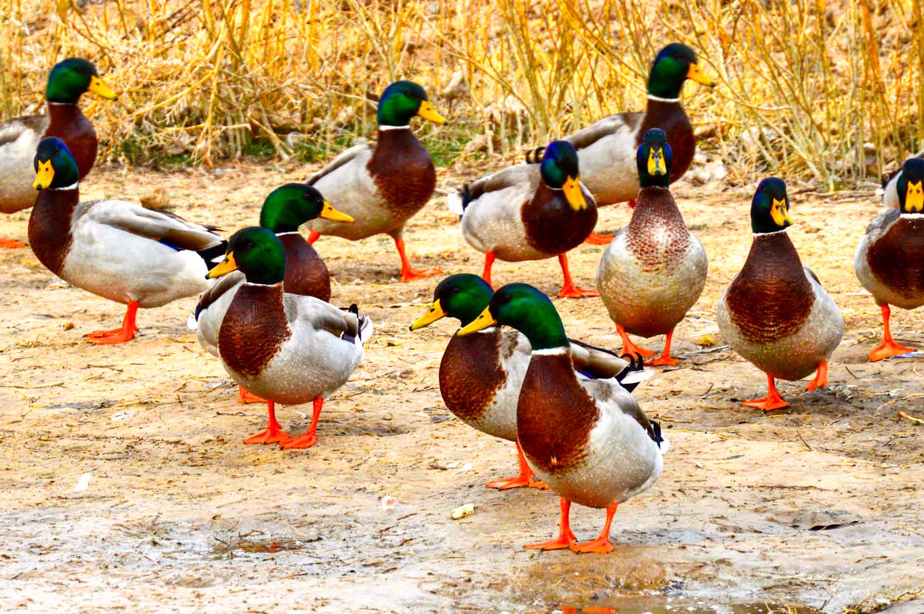 Freeman Family Ranches property picture 47 of 63