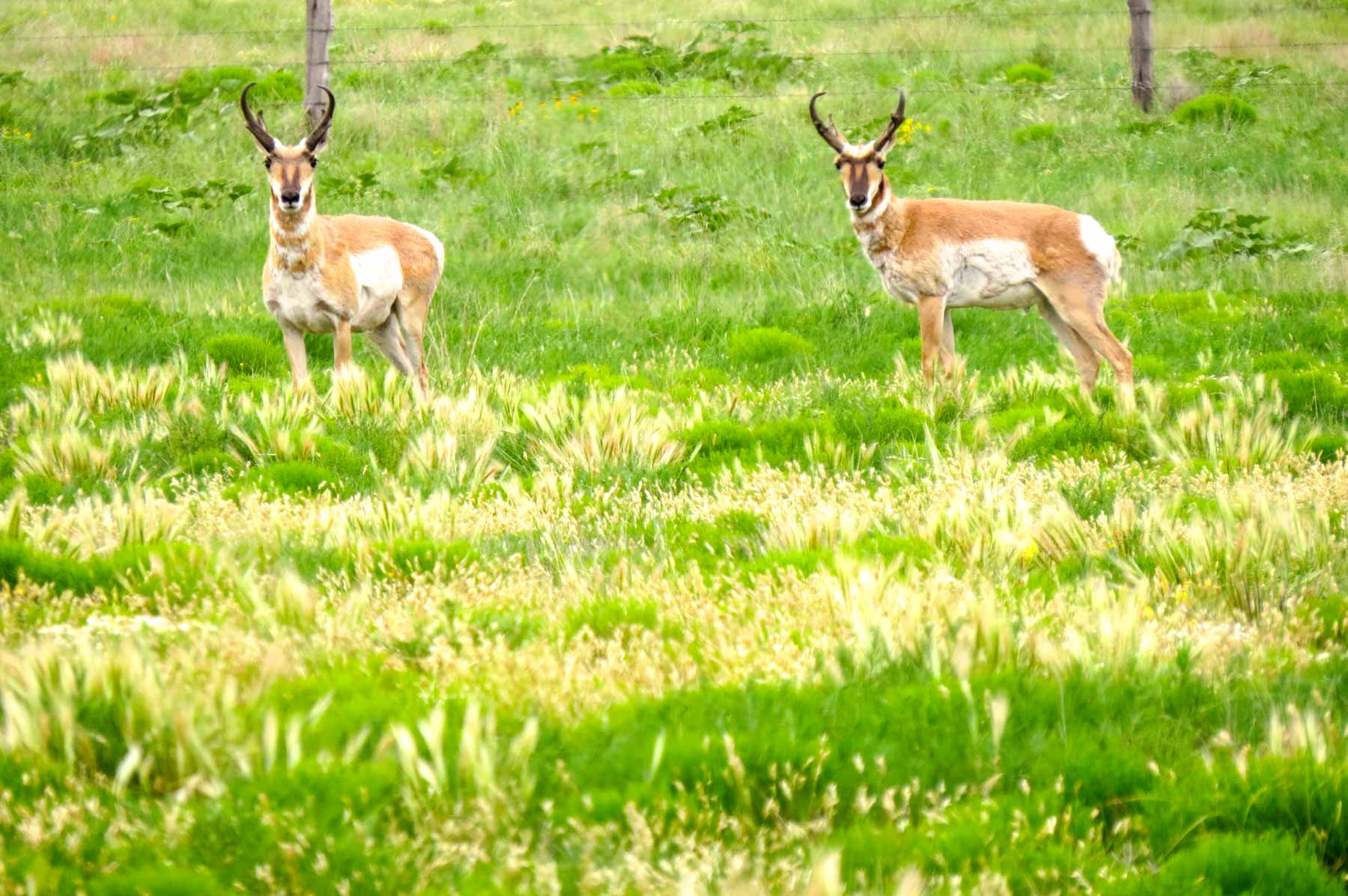 Freeman Family Ranches property picture 56 of 63