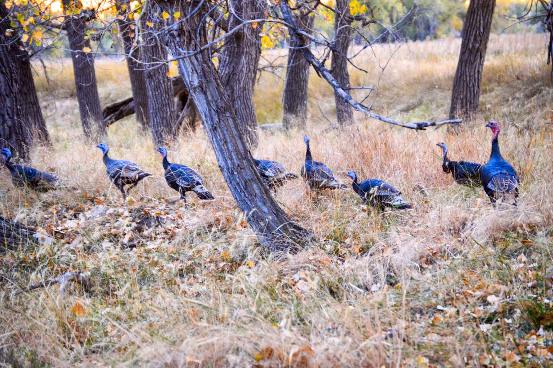 Freeman Family Ranches property picture 51 of 63