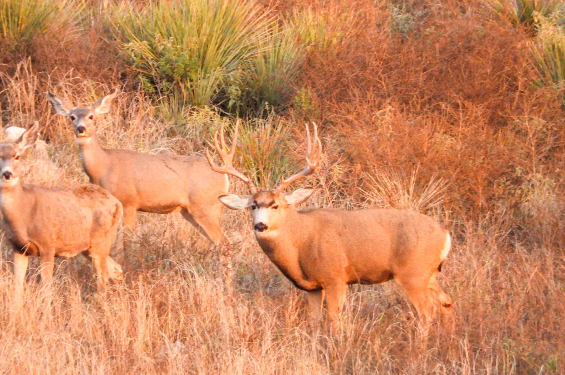 Freeman Family Ranches property picture 30 of 63