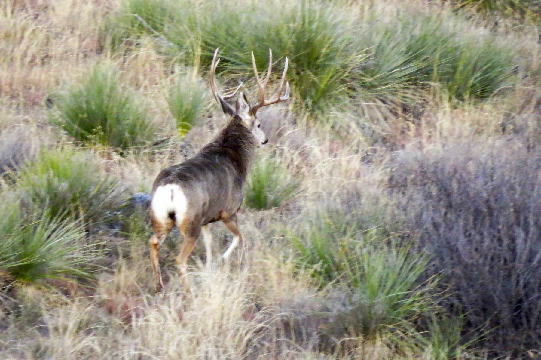 Freeman Family Ranches property picture 9 of 63