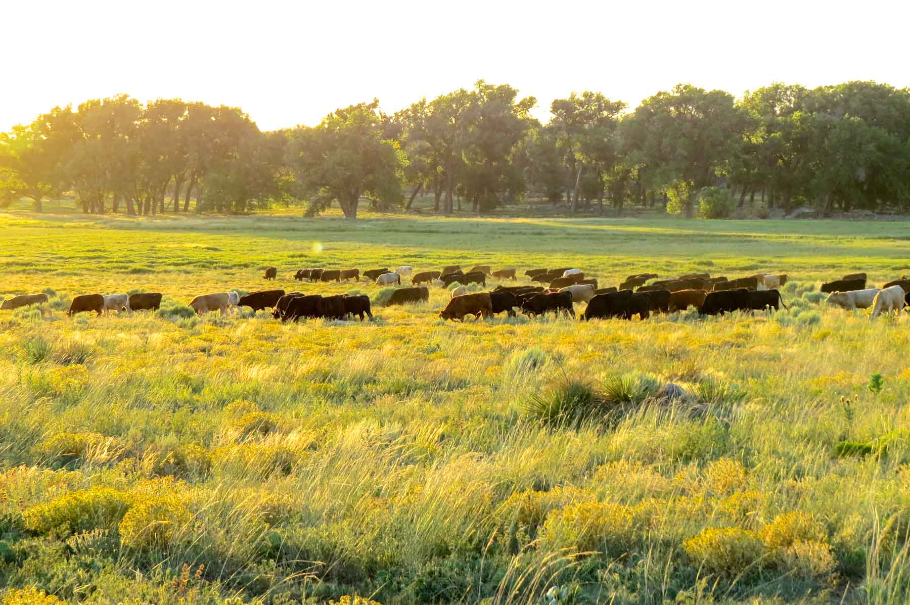 Freeman Family Ranches property picture 39 of 63
