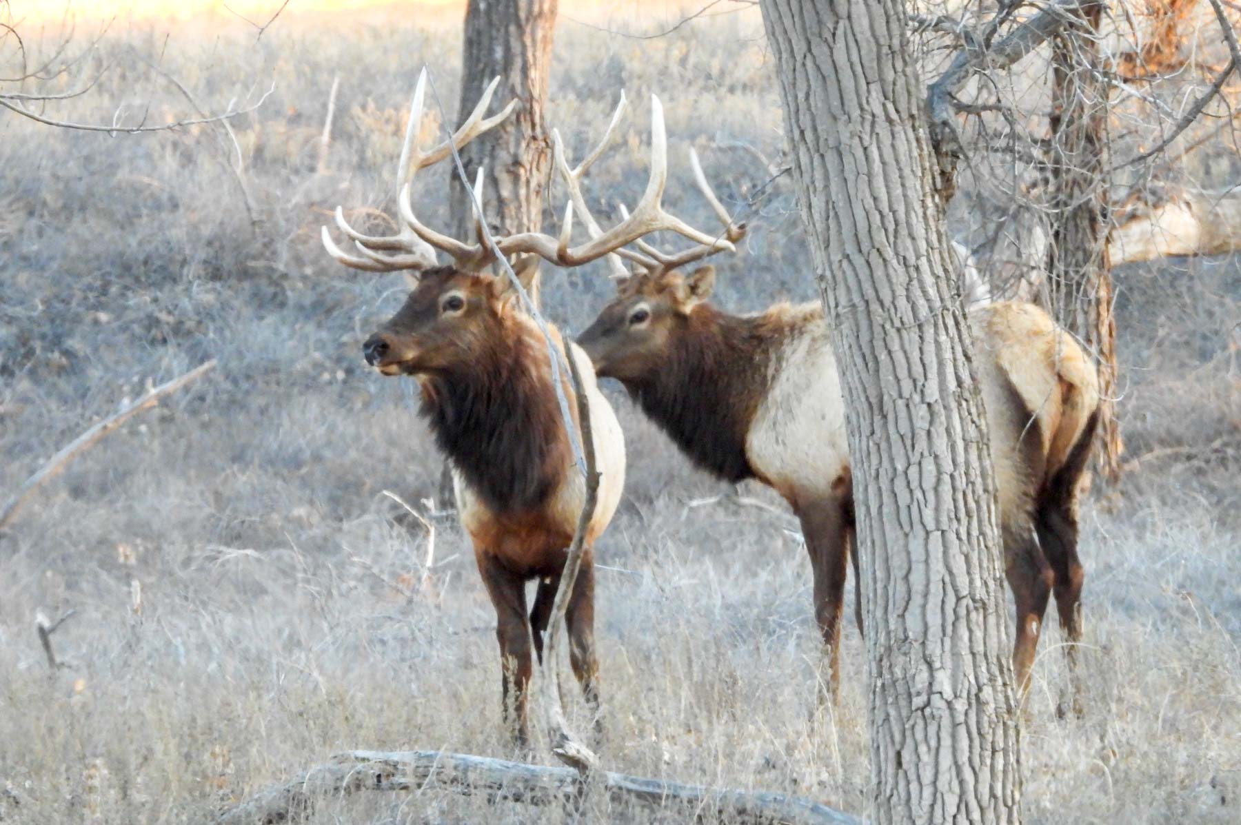 Freeman Family Ranches property picture 29 of 63