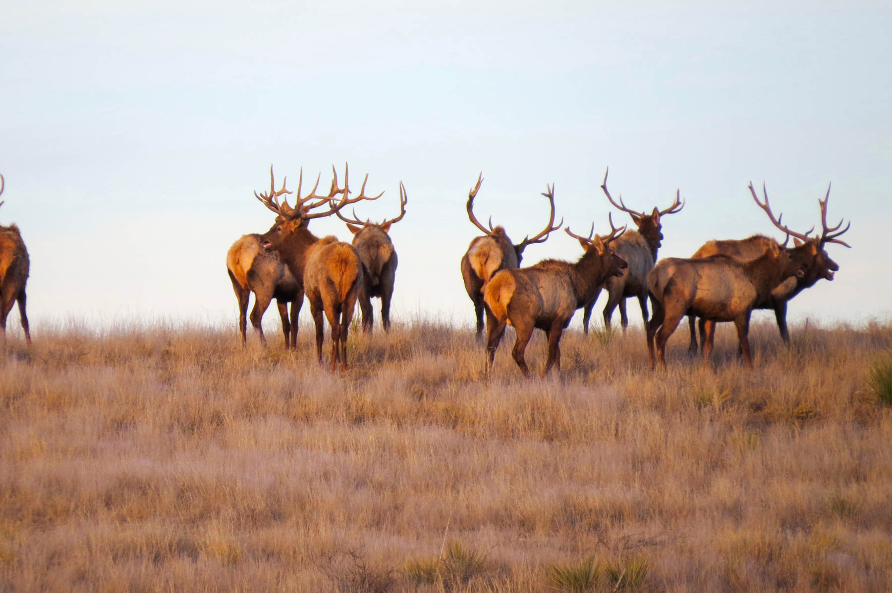 Freeman Family Ranches property picture 34 of 63