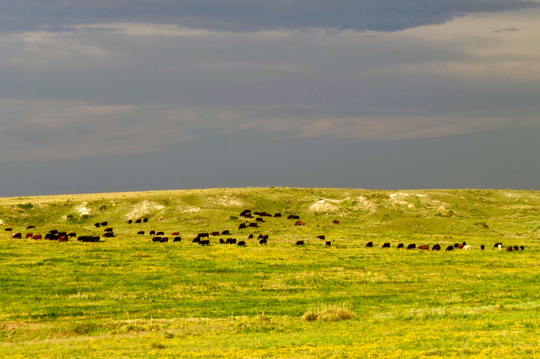 Freeman Family Ranches property picture 49 of 63