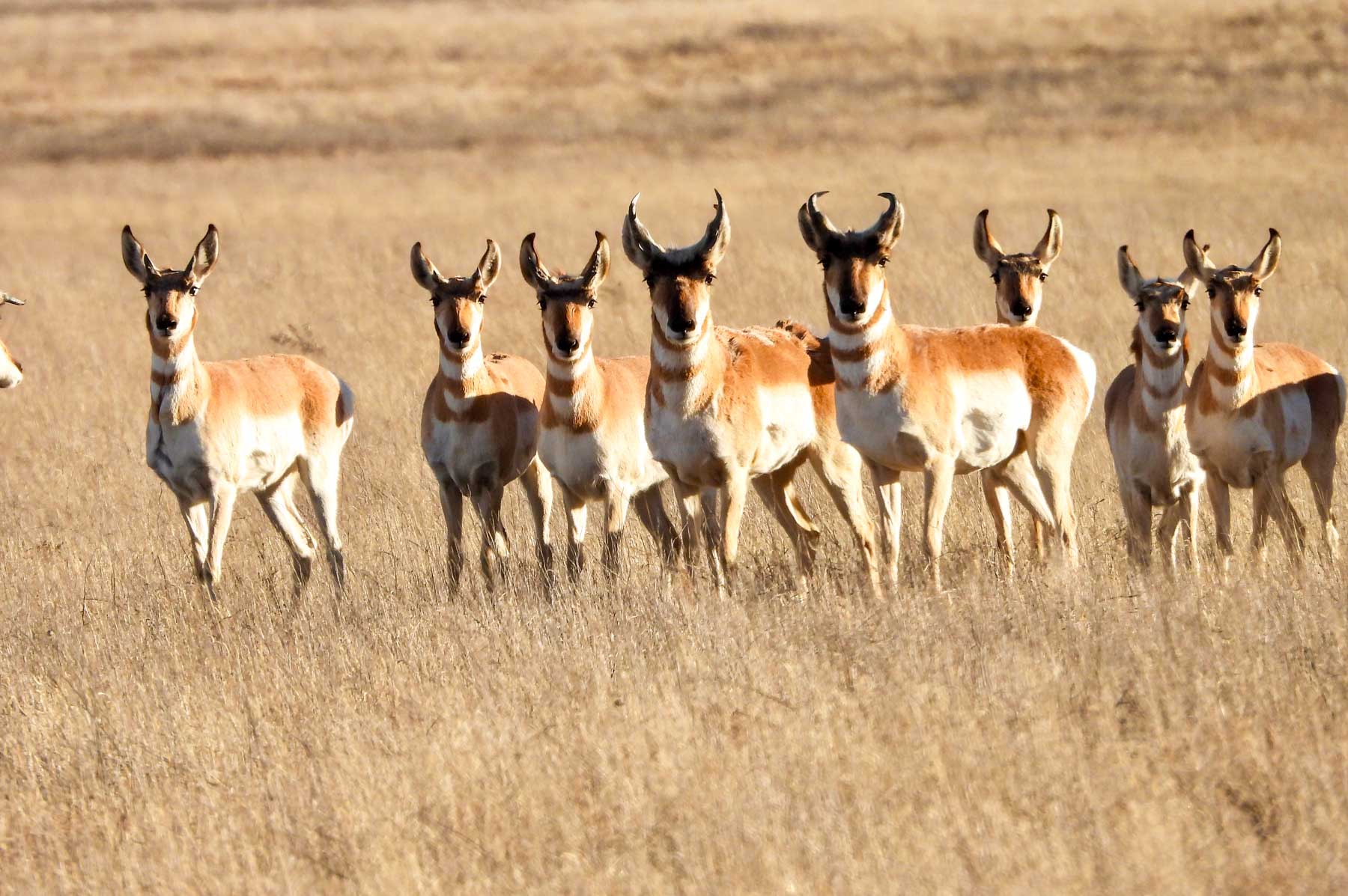 Freeman Family Ranches property picture 8 of 63