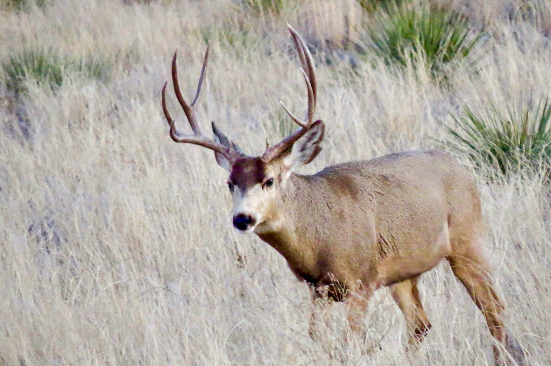 Freeman Family Ranches property picture 37 of 63