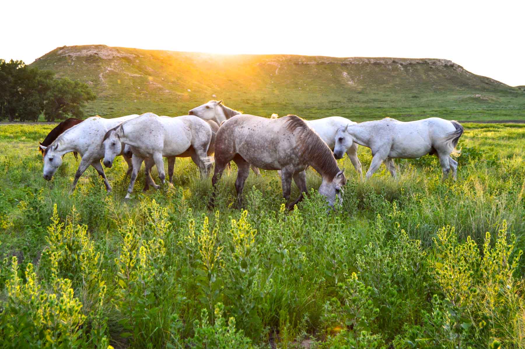 Freeman Family Ranches property picture 3 of 63
