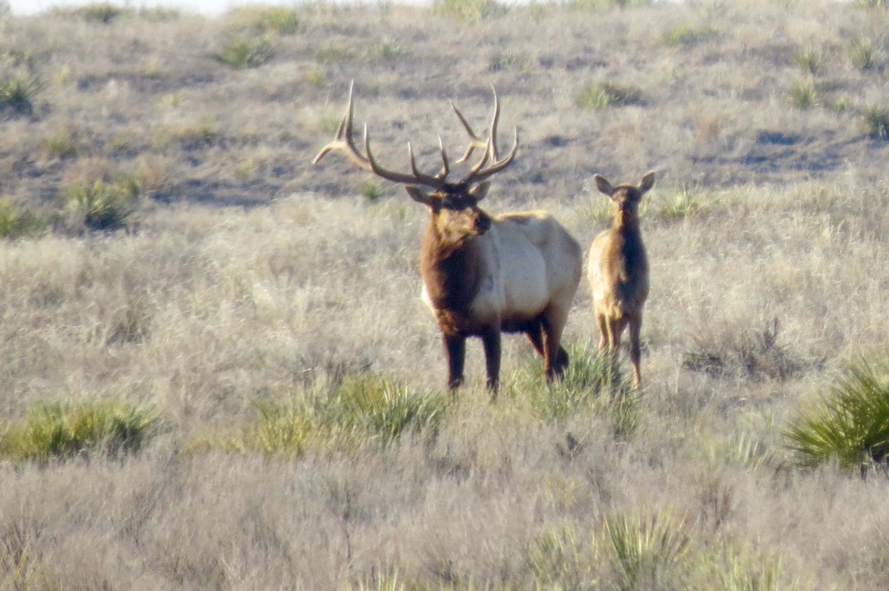 Freeman Family Ranches property picture 36 of 63
