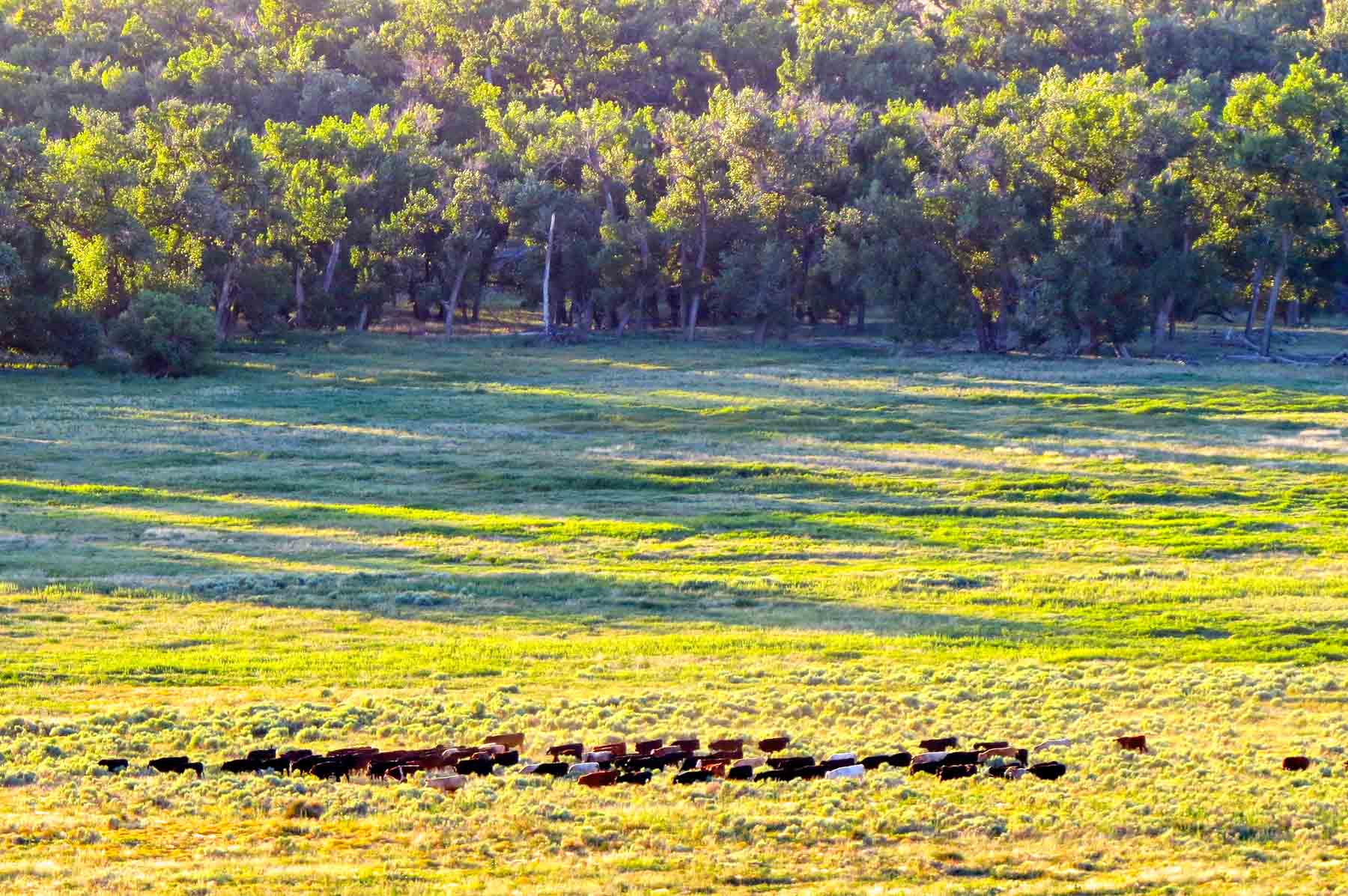 Freeman Family Ranches property picture 38 of 63