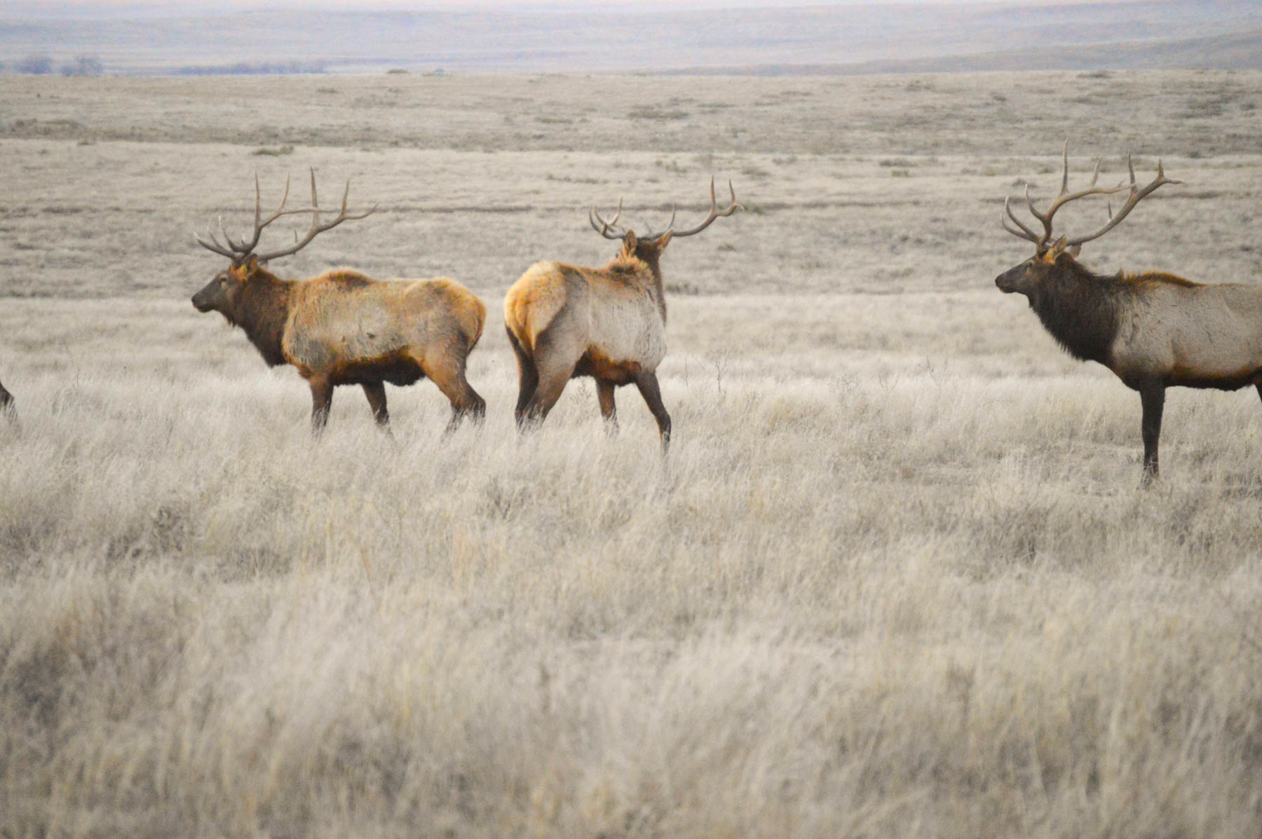 Freeman Family Ranches property picture 20 of 63
