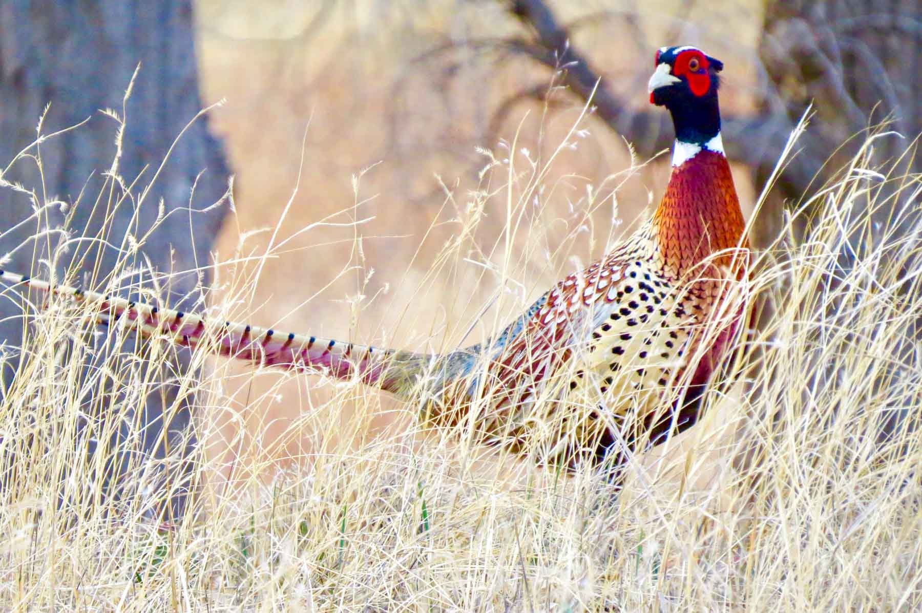 Freeman Family Ranches property picture 33 of 63