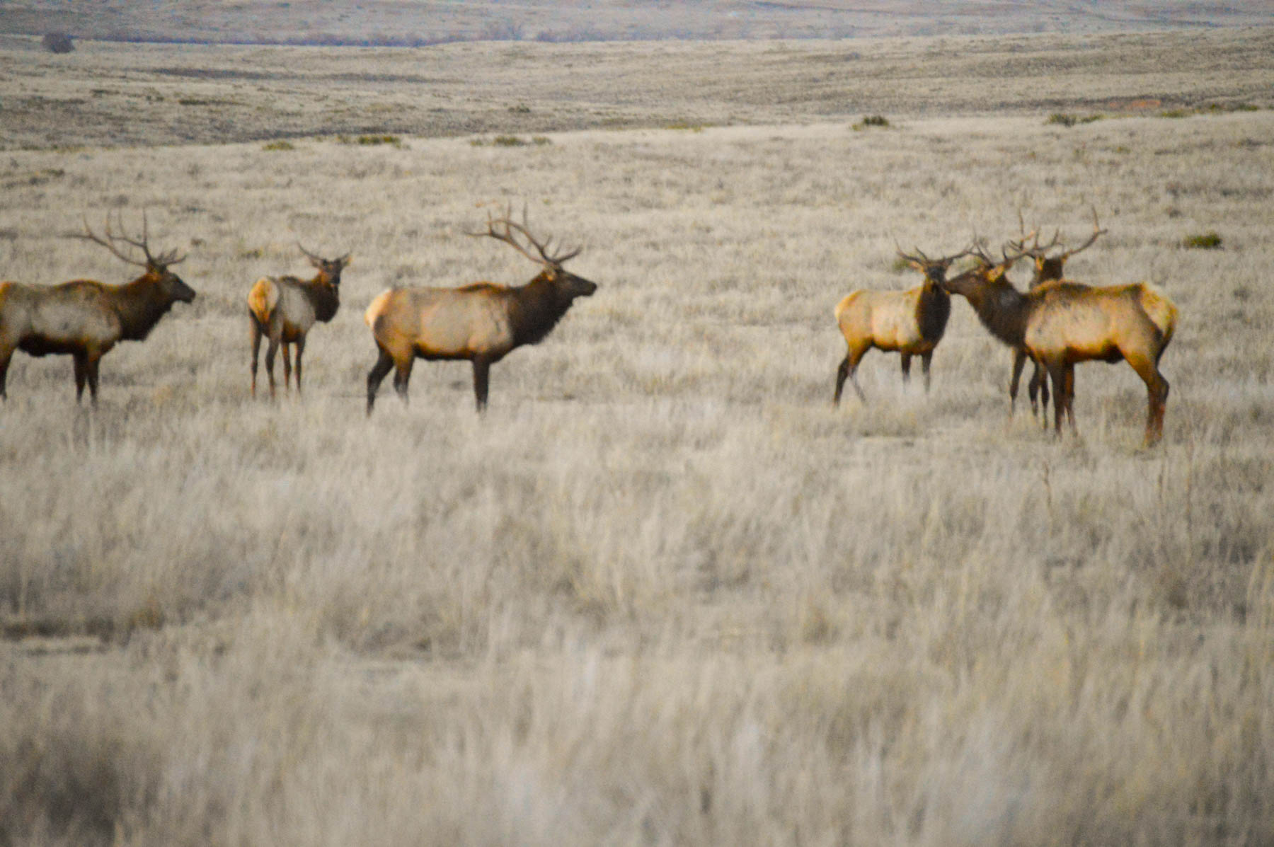Freeman Family Ranches property picture 25 of 63