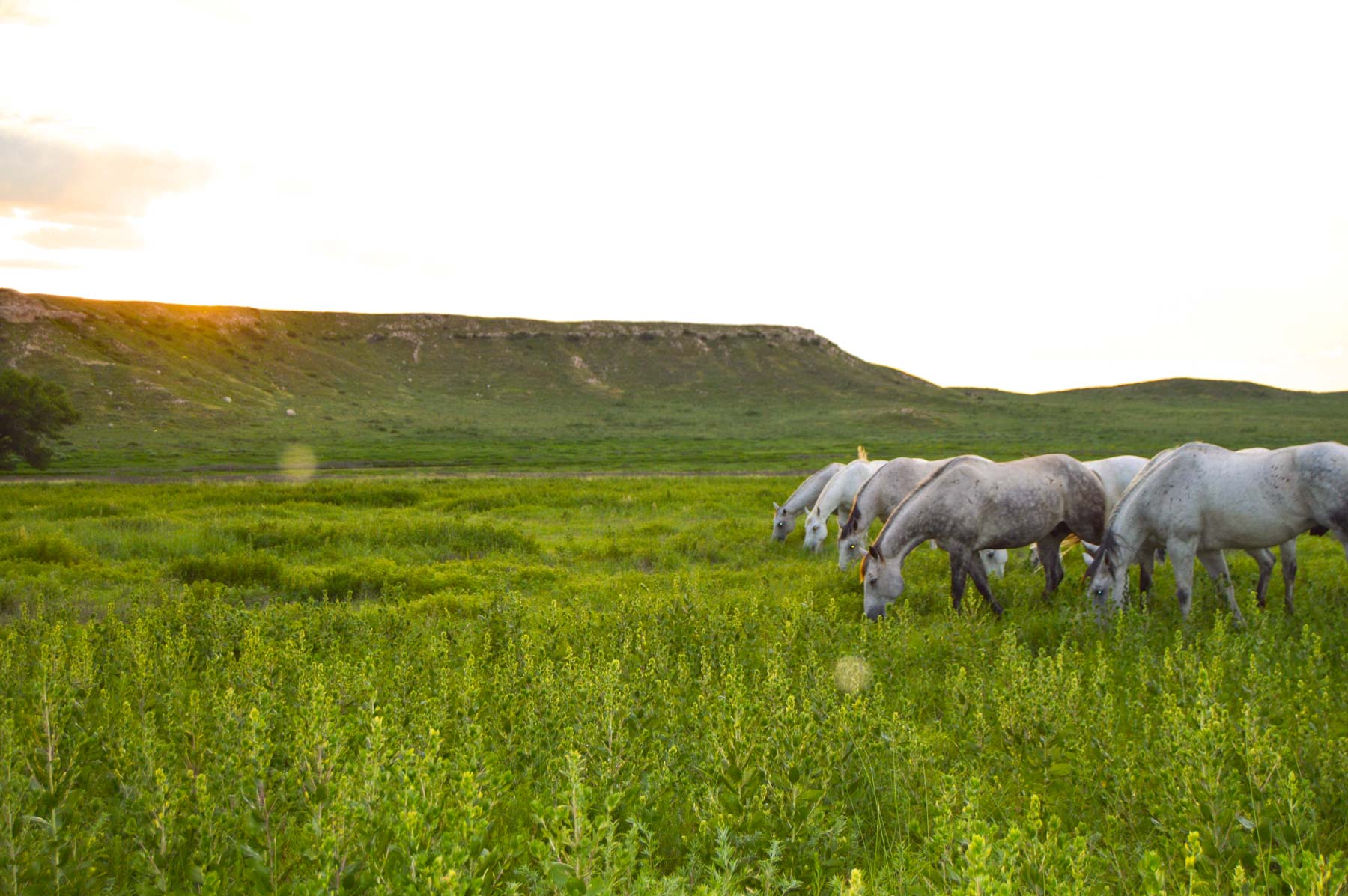 Freeman Family Ranches property picture 16 of 63