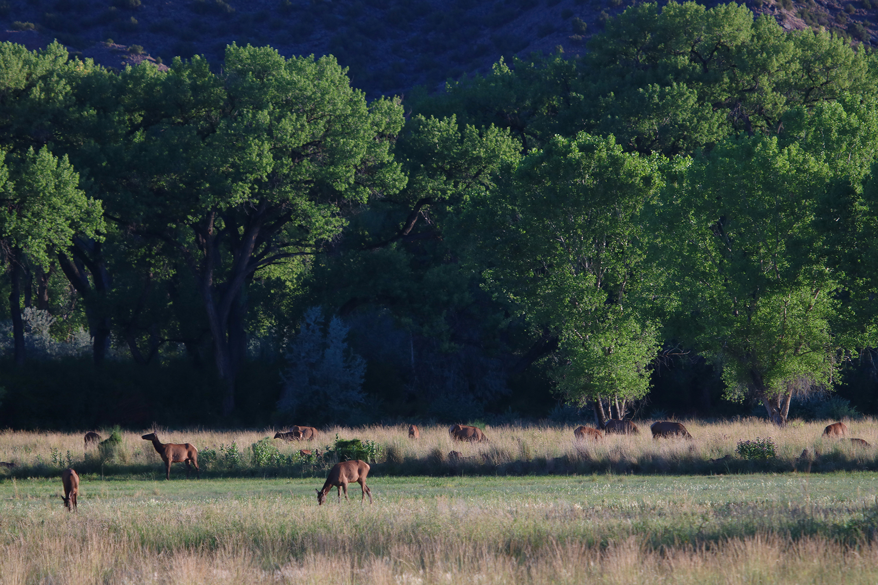 Abiquiu Valley Farm property picture 7 of 52