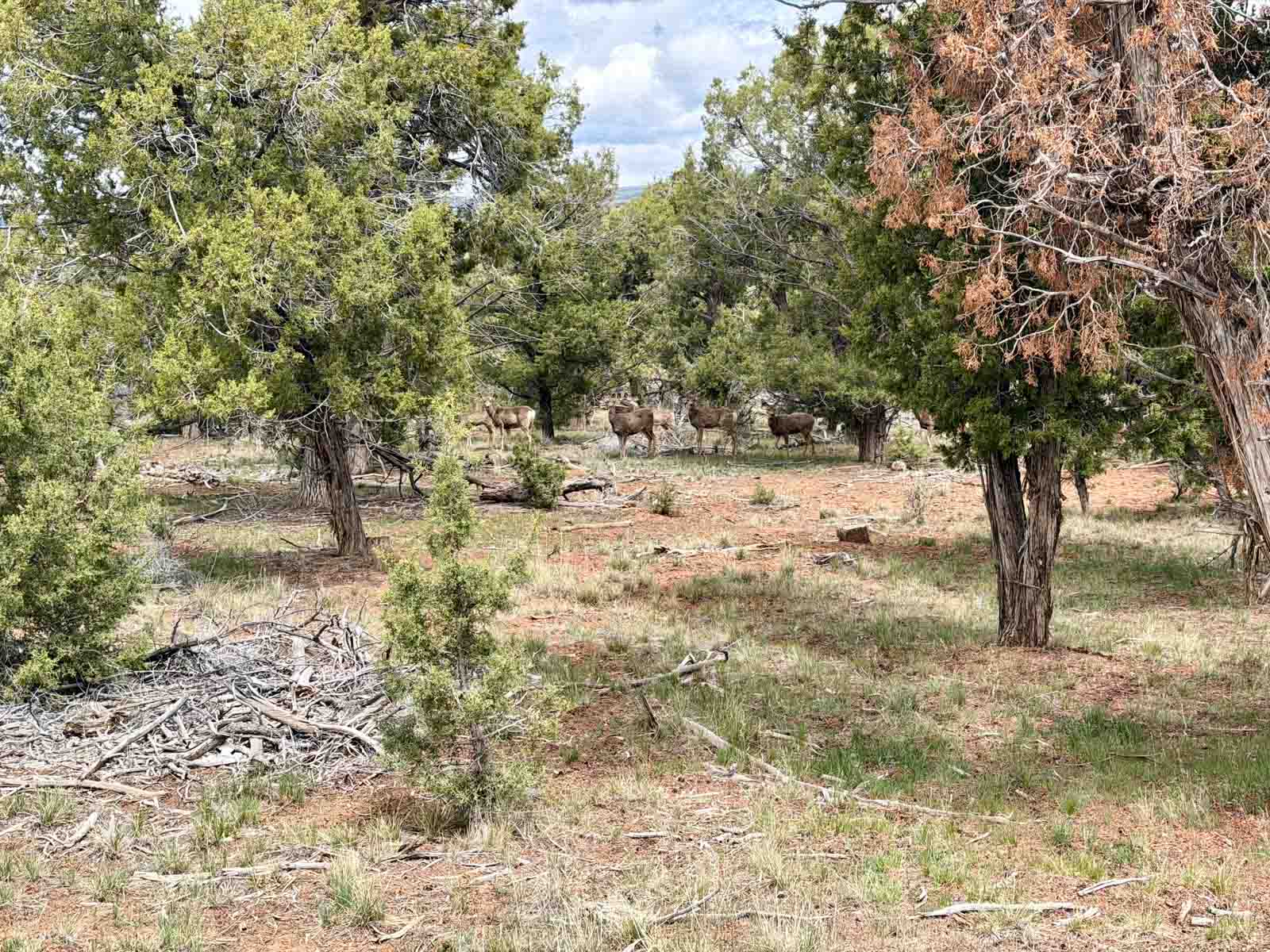Circle J Ranch property picture 4 of 62