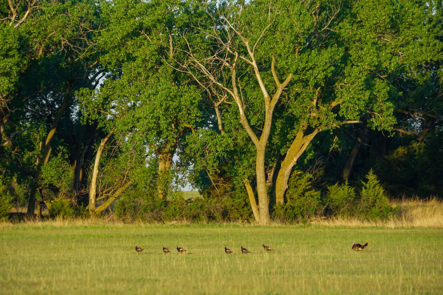 South Fork Ranch property picture 13 of 69