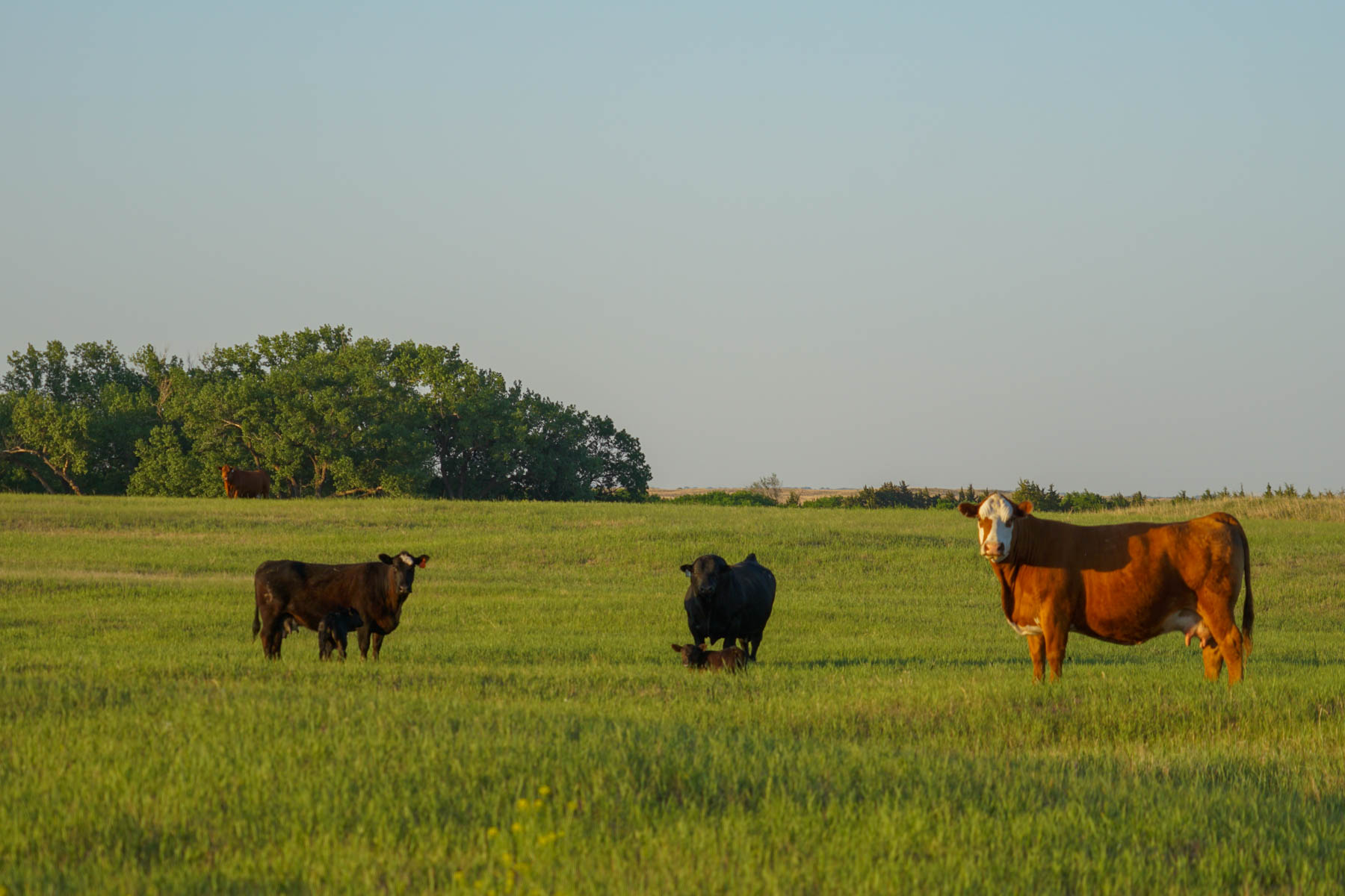 South Fork Ranch property picture 5 of 69