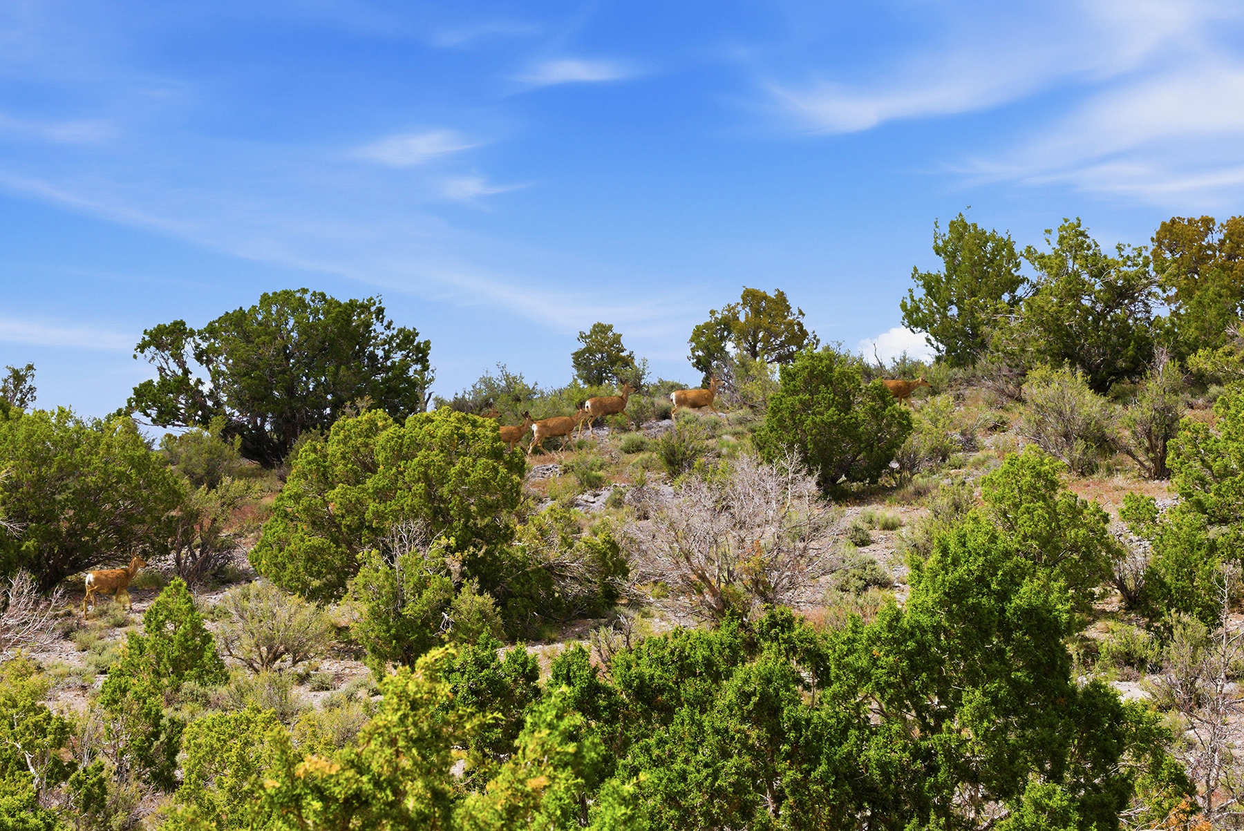 Cave Valley Ranch property picture 4 of 132