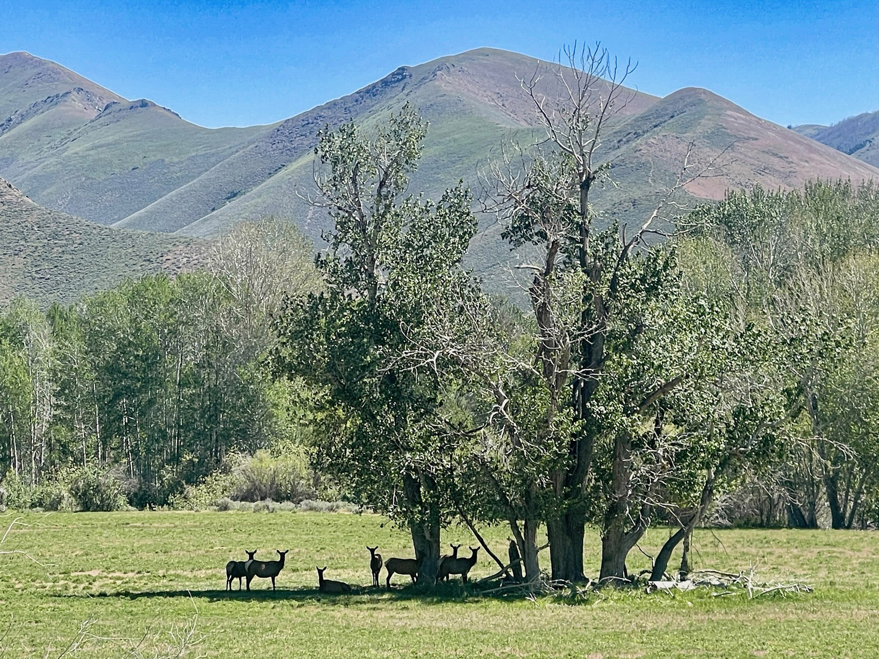 Emerald Meadows Ranch property picture 62 of 75